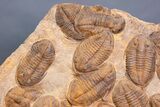 Plate Of Large Asaphid Trilobites - Spectacular Display #133243-2